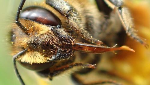 Réf. 269 471 : Megachile sp.